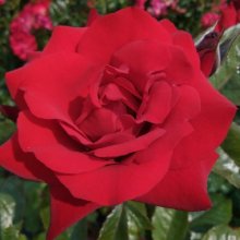 Crimson Bouquet-Rose Picture of Crimson Bouquet-Rose (1553)