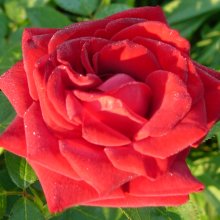 Picture of Crimson Glory Clg-Rose (1555)