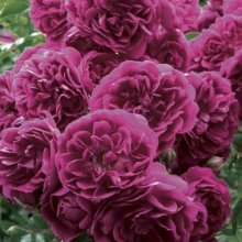Picture of Crimson Shower Std Weeper 1.8m-Rose (1556)
