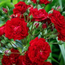 Crimson Siluetta Clg -Rose Picture of Crimson Siluetta Clg -Rose (30574)