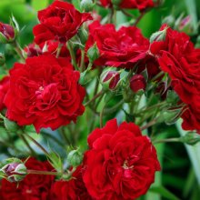 Picture of Crimson Siluetta Std Weeper 1.8m-Rose (30710)