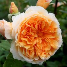 Crown Princess Margareta-Rose Picture of Crown Princess Margareta-Rose (1557)