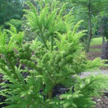Cryptomeria Japonica Picture of Cryptomeria Japonica (5874)
