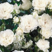 Picture of Crystal Fairy Std Weeper 1.8m-Rose (6631)