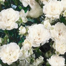 Picture of Crystal Fairy Std 45cm-Rose (30079)