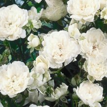 Picture of Crystal Fairy-Rose (11596)