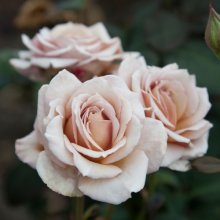 Cup Fever-Rose Picture of Cup Fever-Rose (1562)