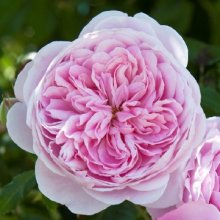 Picture of Cupcake Clg-Rose (11326)