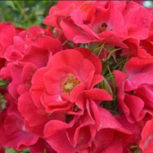 Picture of Cupid Std 45cm-Rose (10826)