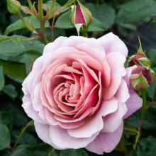 Picture of Cuppa Tea Std 45cm-Rose (30202)