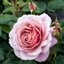 Cuppa Tea Std 80cm-Rose Picture of Cuppa Tea Std 80cm-Rose (30204)