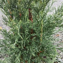 Cupressus Green Spire Picture of Cupressus Green Spire (30611)