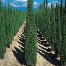 Cupressus Totem Picture of Cupressus Totem (1570)