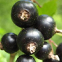 Picture of Currant Black Goliath (1572)
