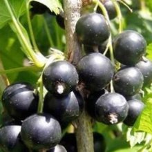 Picture of Currant Black Magnus (6661)