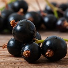 Picture of Currant Black Sefton (28678)