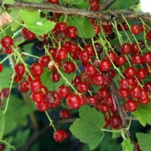 Picture of Currant Red (1574)