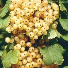 Picture of Currant White (5474)