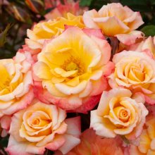 Picture of Cutie Pie Std 45cm-Rose (29947)