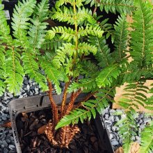 Cyathea Smithii Picture of Cyathea Smithii (12020)