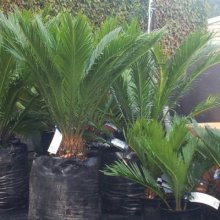 Cycas Revoluta Picture of Cycas Revoluta (1575)