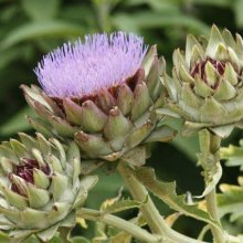 Cynara Scolymus Green Globe Improved Picture of Cynara Scolymus Green Globe Improved (6064)