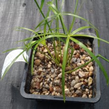 Picture of Cyperus Alt. Flabelliformis (28841)