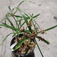 Picture of Cyperus Alt. Nanus (30138)