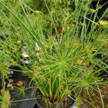 Picture of Cyperus Haspan Dwarf (7191)