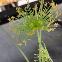 Picture of Cyperus Prolifer (28914)
