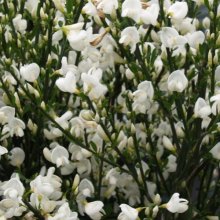 Cytisus Albus Picture of Cytisus Albus (1578)