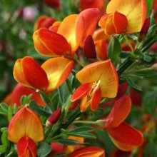 Cytisus Lena Picture of Cytisus Lena (1579)