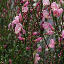 Cytisus Lilac Time Picture of Cytisus Lilac Time (1580)