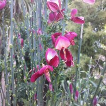 Cytisus Ruby Picture of Cytisus Ruby (1583)