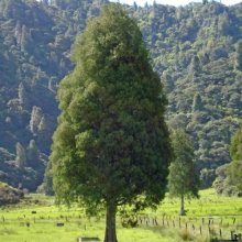 Dacrycarpus Dacrydioides Picture of Dacrycarpus Dacrydioides (1584)