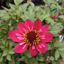 Picture of Dahlia Dream Weaver (29782)