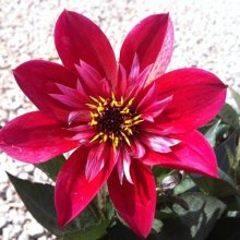 Picture of Dahlia Dreamcatcher (8469)