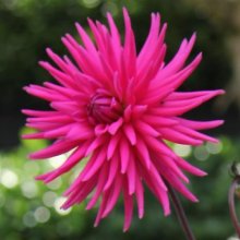 Picture of Dahlia Electro Pink (28957)