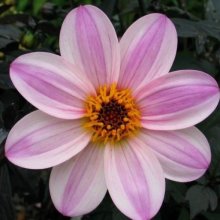 Picture of Dahlia Mystic Dreamer (1596)