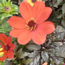 Picture of Dahlia Mystic Enchantment (6282)