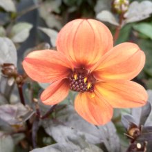 Picture of Dahlia Mystic Haze (6283)