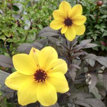 Picture of Dahlia Mystic Illusion (1597)