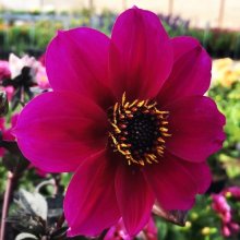 Picture of Dahlia Mystic Wizard (11150)