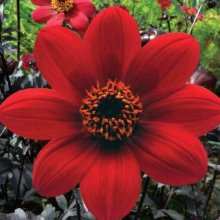Picture of Dahlia Mystic Wonder (8471)