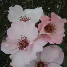 Picture of Dainty Bess Clg-Rose (1603)