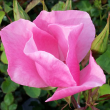 Dainty Bess-Rose Picture of Dainty Bess-Rose (1602)