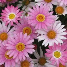 Picture of Daisy Angelic Baby Pink (11091)