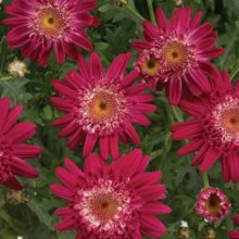 Picture of Daisy Angelic Bordeaux (11097)