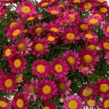 Picture of Daisy Angelic Burgundy (11133)