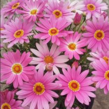 Picture of Daisy Angelic Giant Pink (9370)
